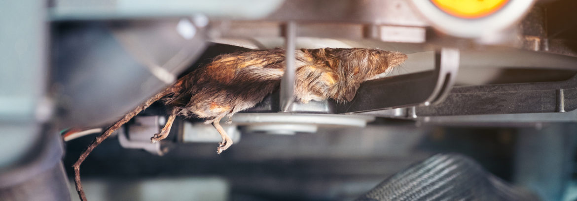 How are Rats Getting Into Your Car and How Can You Keep Them Out?