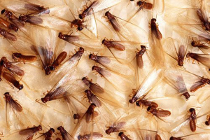 termite prevention Ventura